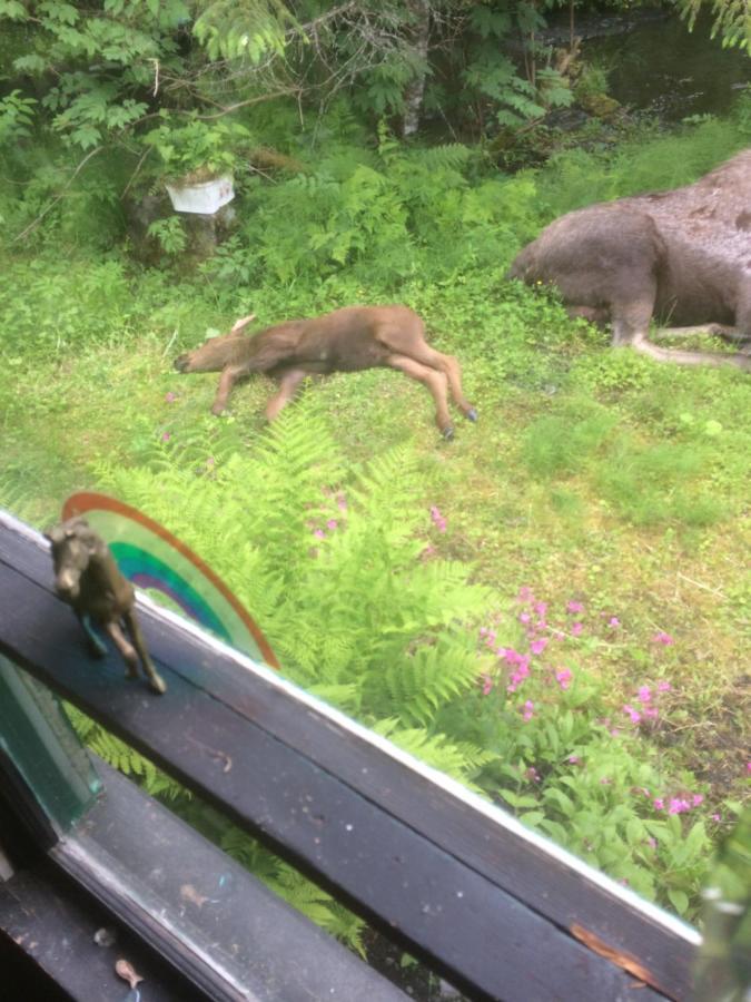 Resurrection River Rentals Seward Esterno foto