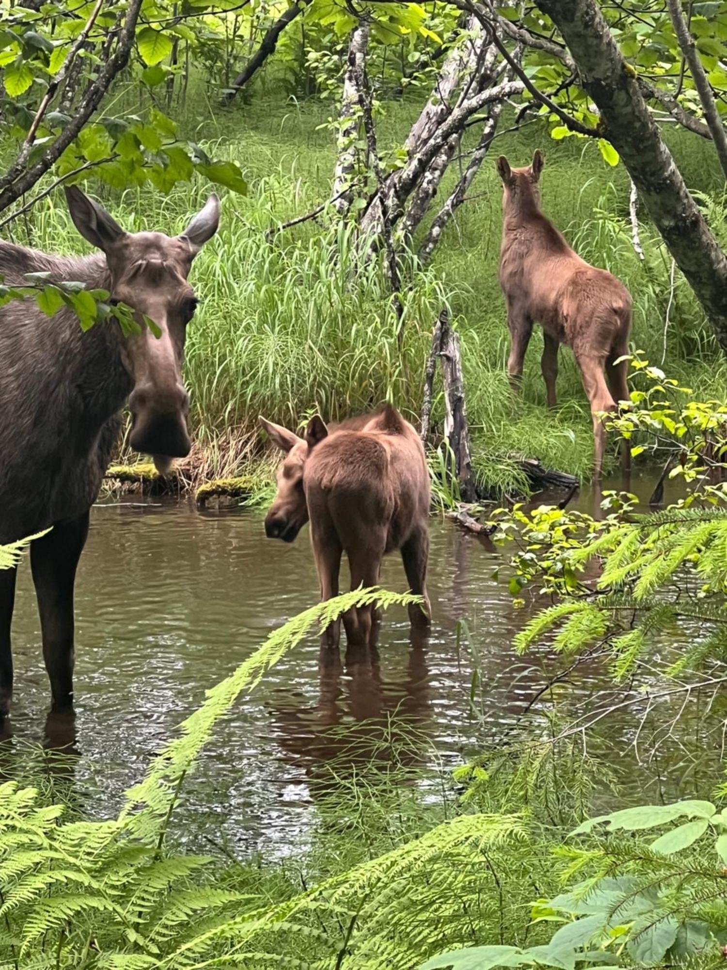 Resurrection River Rentals Seward Esterno foto