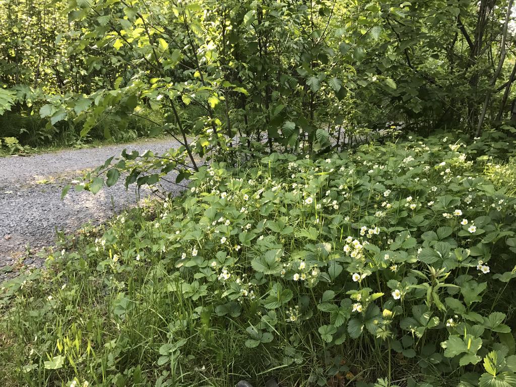 Resurrection River Rentals Seward Esterno foto